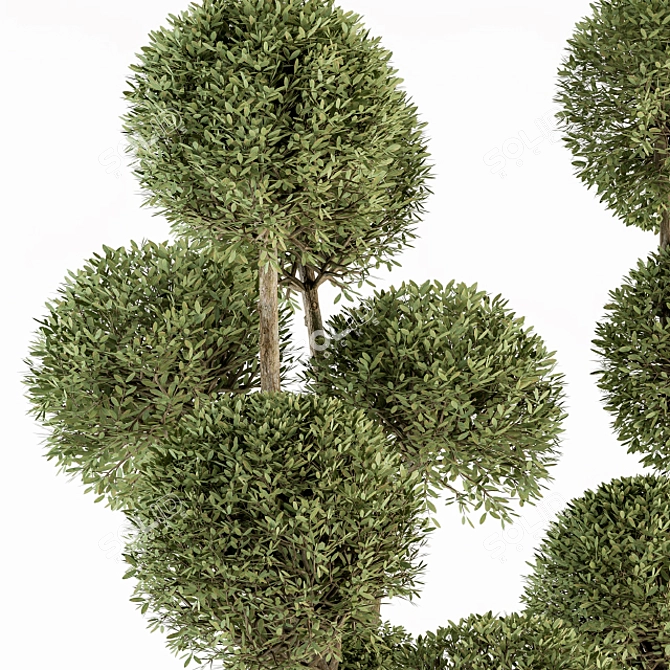 Elegant Topiary Ball Plant Set 3D model image 3