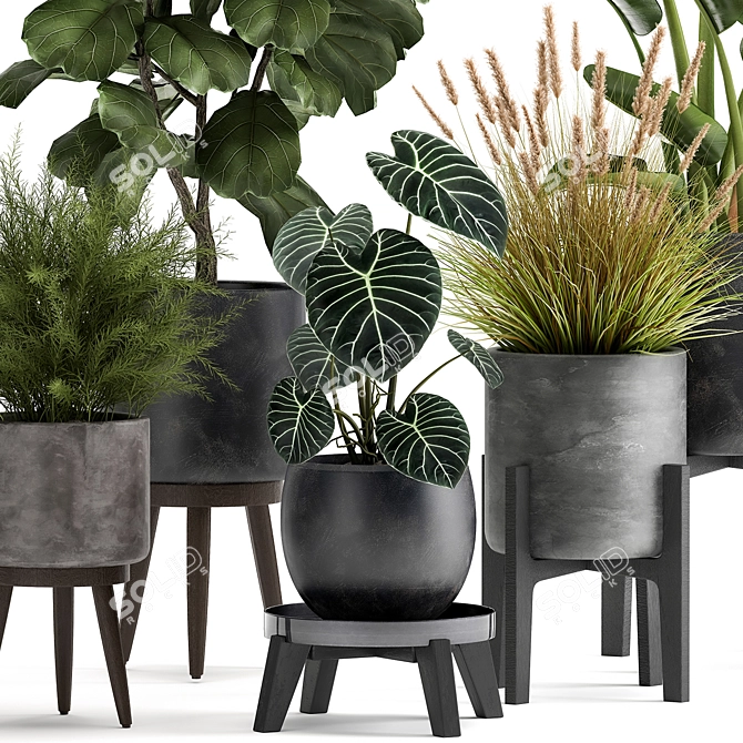 Exotic Plant Collection: Tropical Foliage in Black Pots & Vases 3D model image 2