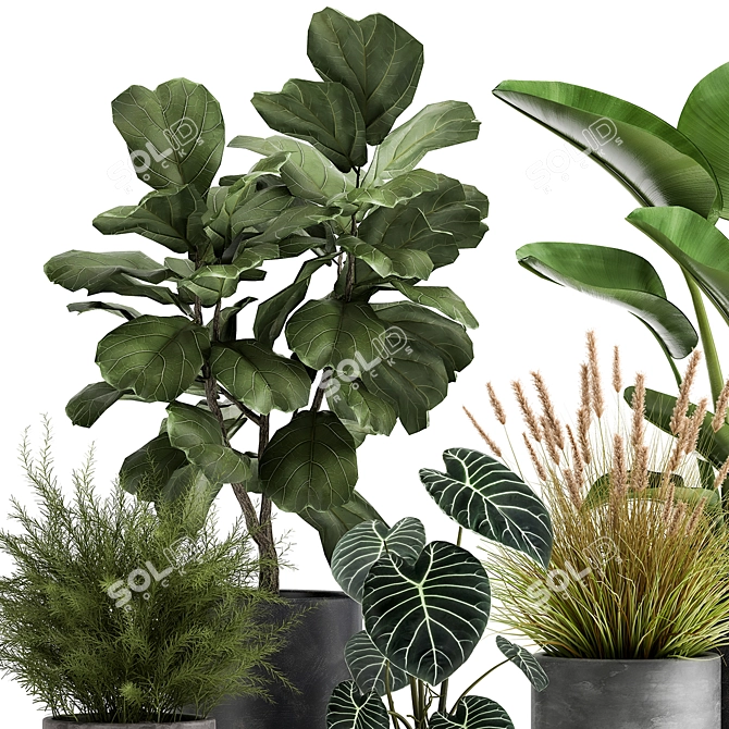 Exotic Plant Collection: Tropical Foliage in Black Pots & Vases 3D model image 4