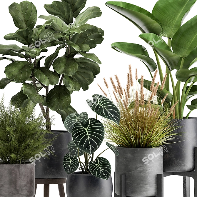 Exotic Plant Collection: Tropical Foliage in Black Pots & Vases 3D model image 5