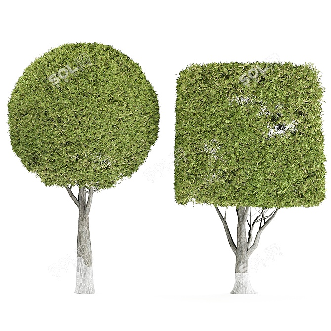 Elegant Decor Tree 3D model image 1