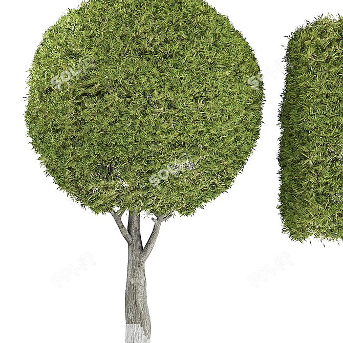 Elegant Decor Tree 3D model image 2