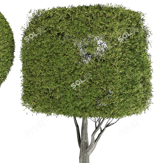 Elegant Decor Tree 3D model image 3