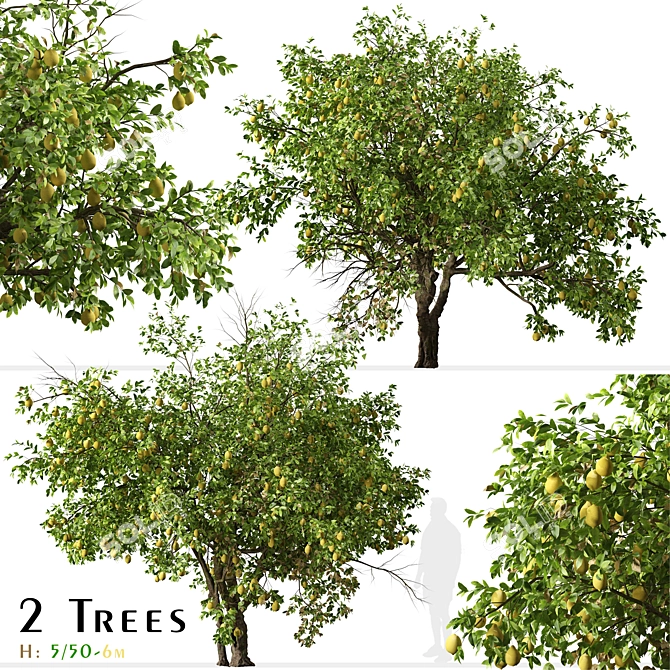 Luscious Lemon Duo: Citrus limon Tree Set 3D model image 3