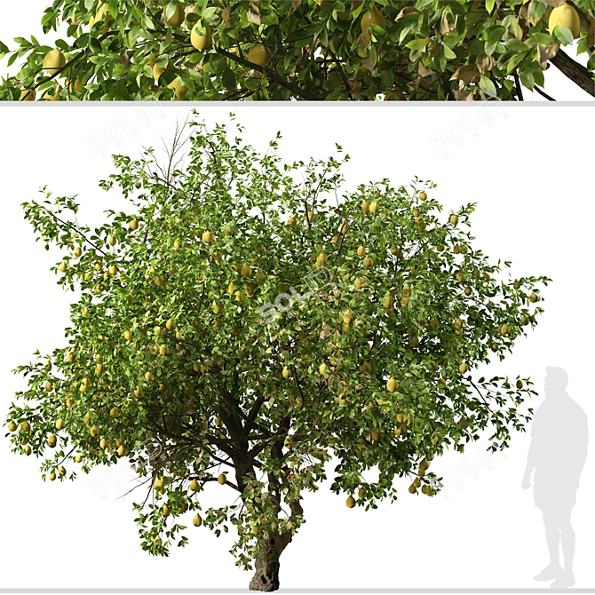 Luscious Lemon Duo: Citrus limon Tree Set 3D model image 6