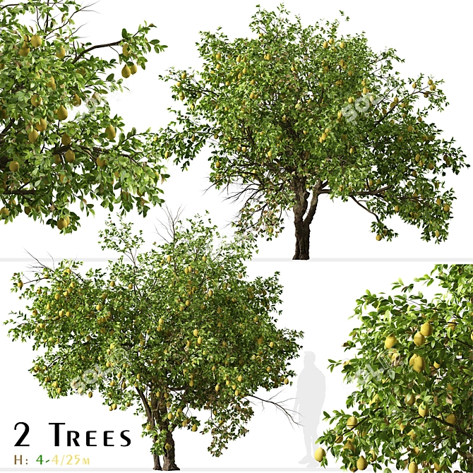 Luscious Lemon Duo: Citrus limon Tree Set 3D model image 2