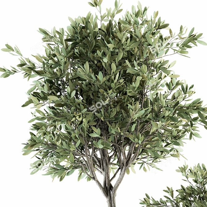Olive Pot Set 239: Stylish Indoor Plants 3D model image 3