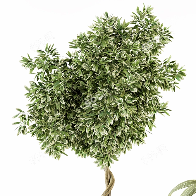 Vibrant Indoor Plant Set 3D model image 4