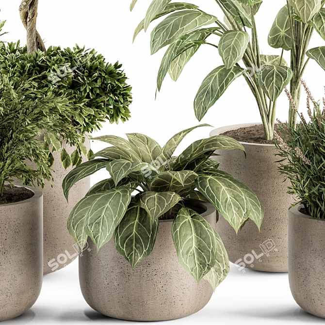 Vibrant Indoor Plant Set 3D model image 5