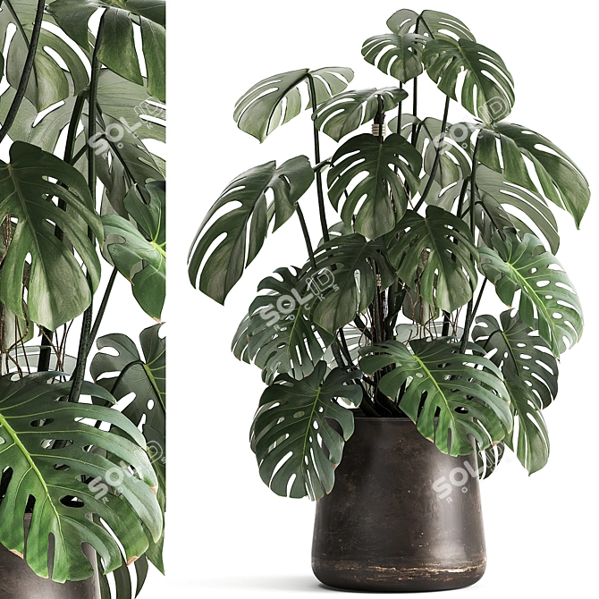 Tropical Treasures: 1001 Plant Collection 3D model image 1