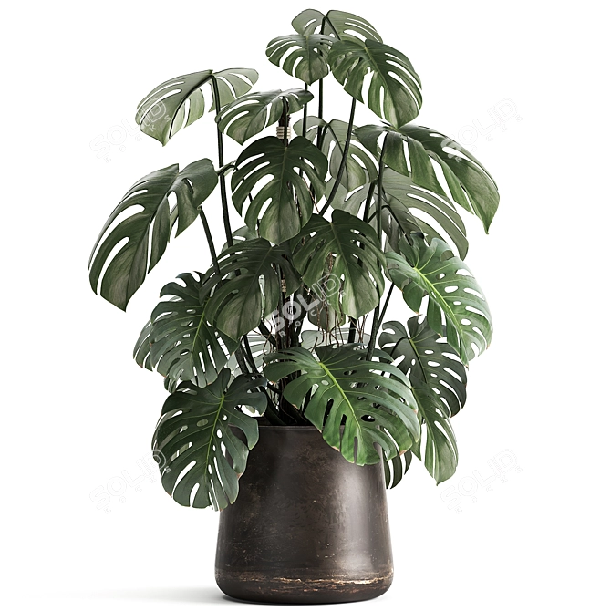 Tropical Treasures: 1001 Plant Collection 3D model image 2