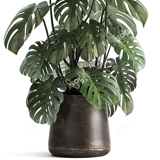 Tropical Treasures: 1001 Plant Collection 3D model image 3