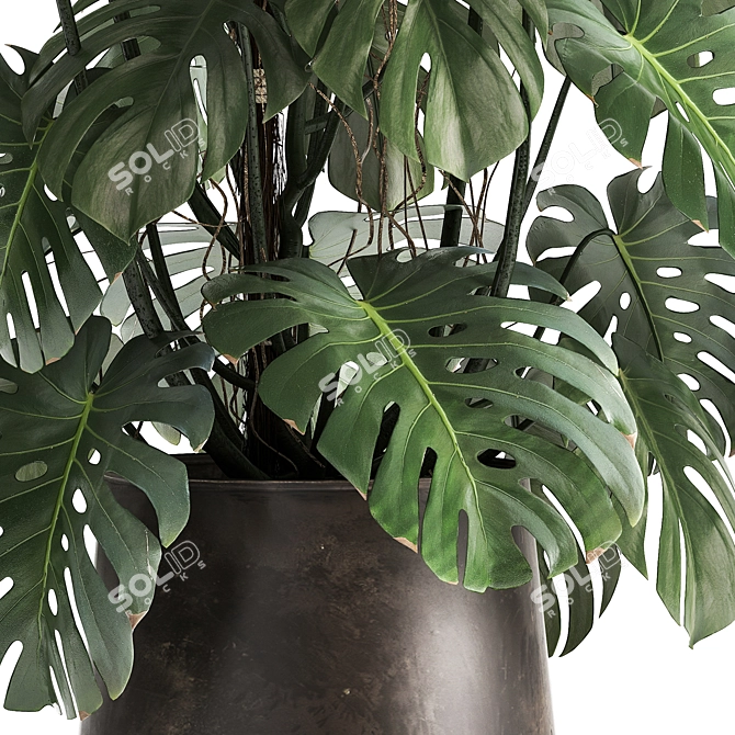 Tropical Treasures: 1001 Plant Collection 3D model image 5
