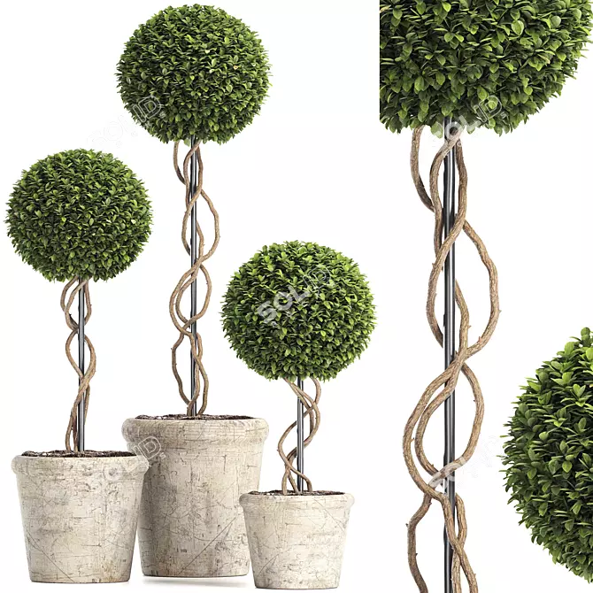 Royal Renaissance: Preserved Boxwood Topiary 3D model image 1