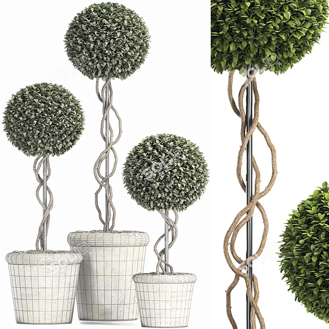 Royal Renaissance: Preserved Boxwood Topiary 3D model image 3