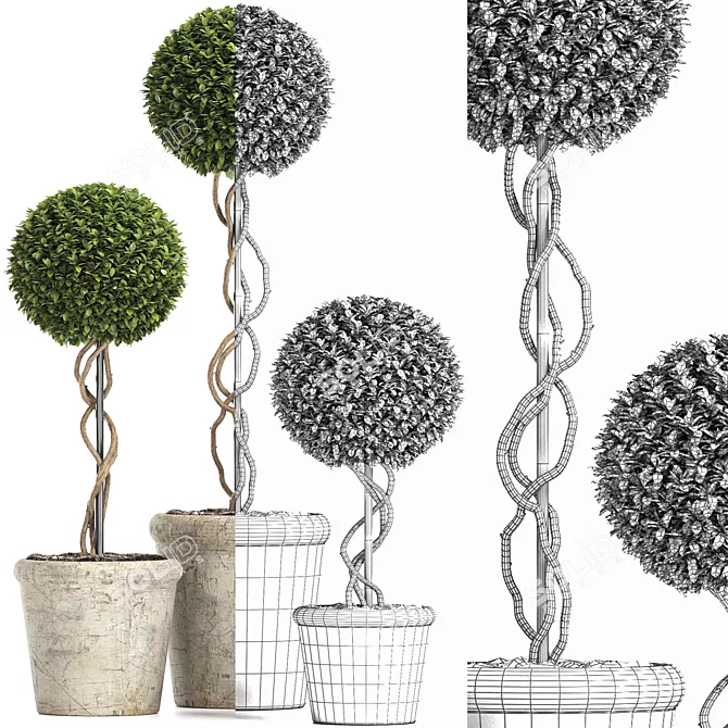 Royal Renaissance: Preserved Boxwood Topiary 3D model image 4