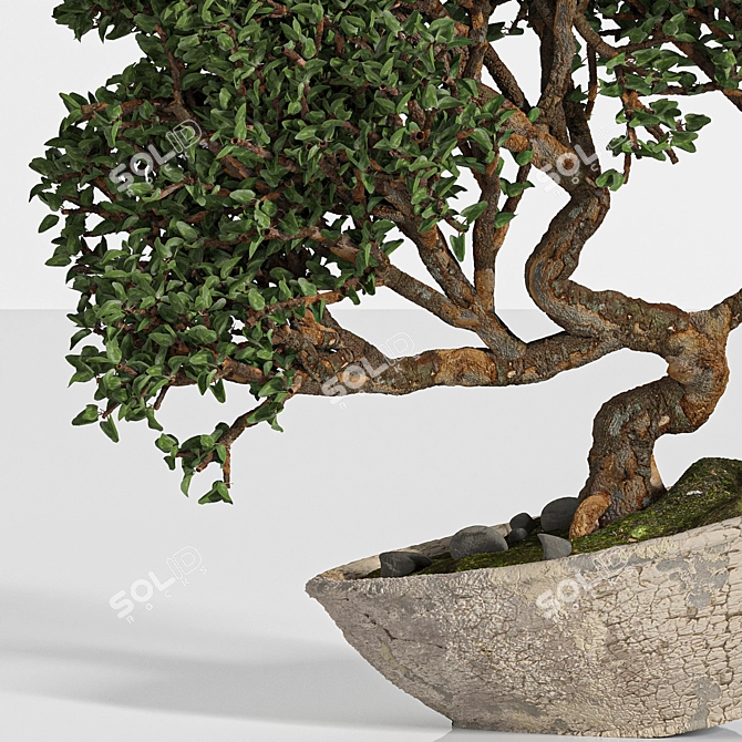 Artistic Bonsai 2015: Indoor Zen 3D model image 2