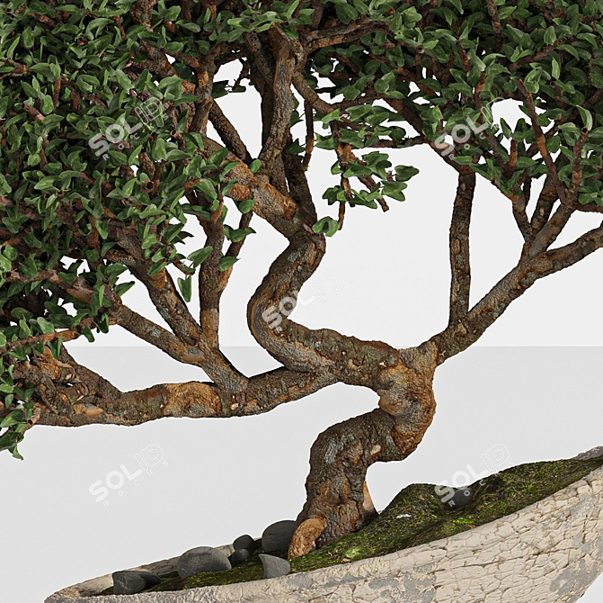 Artistic Bonsai 2015: Indoor Zen 3D model image 4