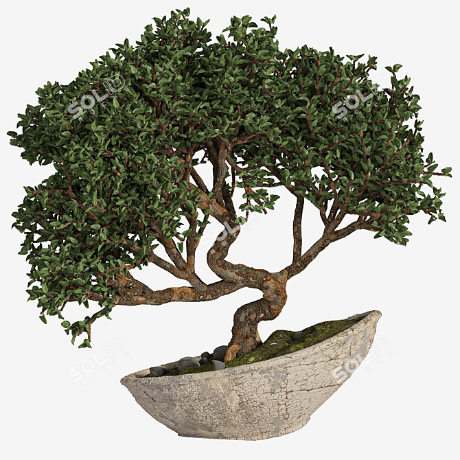 Artistic Bonsai 2015: Indoor Zen 3D model image 7