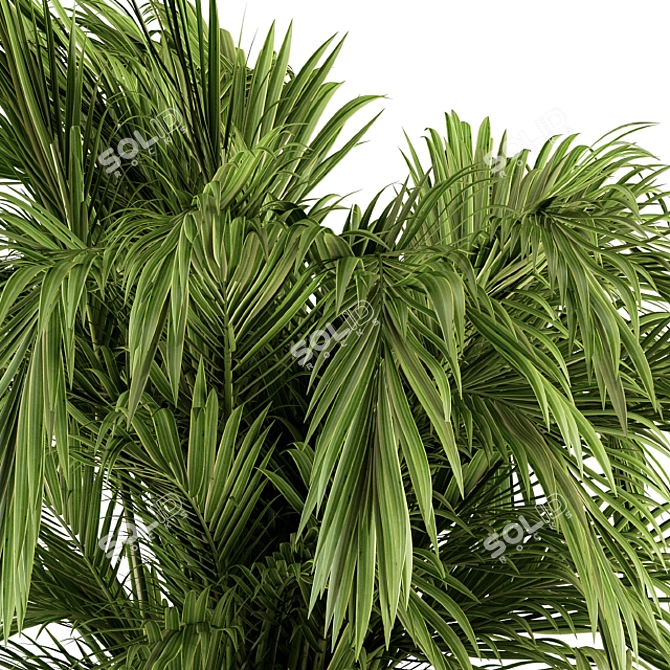 Tropical Palm Bush - Set 38 3D model image 4