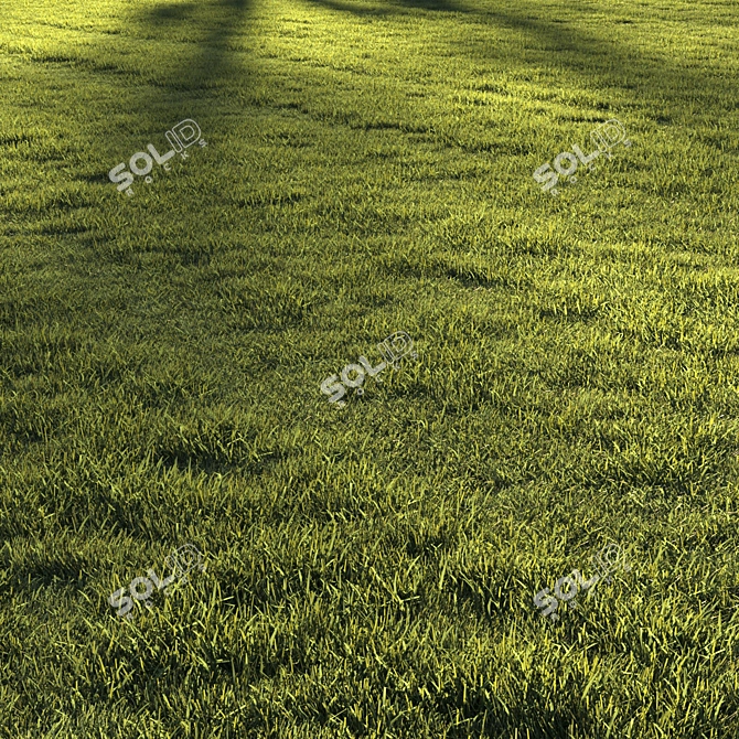 Premium Lawn Grass - Realistic 3D Model 3D model image 2