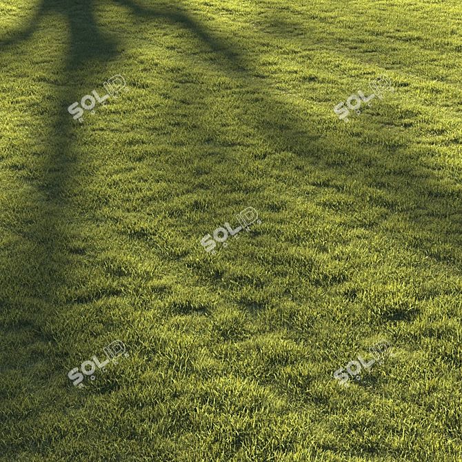 Premium Lawn Grass - Realistic 3D Model 3D model image 5