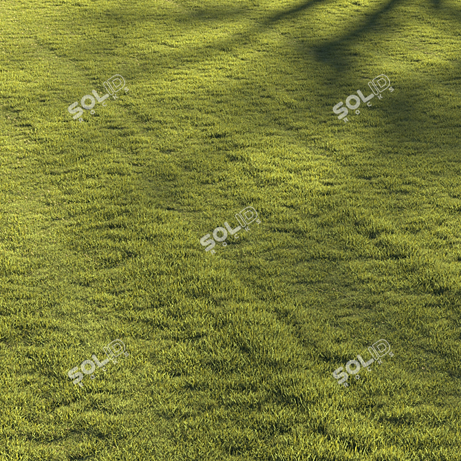 Premium Lawn Grass - Realistic 3D Model 3D model image 6