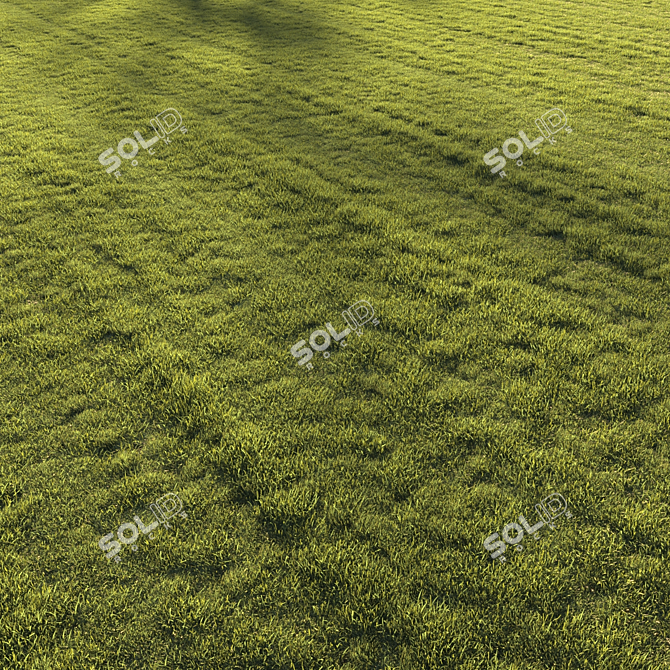 Premium Lawn Grass - Realistic 3D Model 3D model image 13