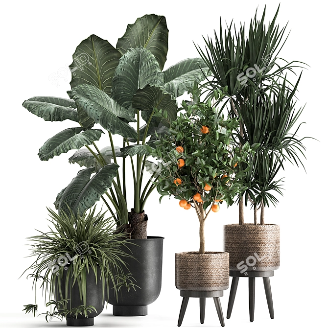 Exotic Plant Collection: Alocasia, Dracaena, Citrus 3D model image 1