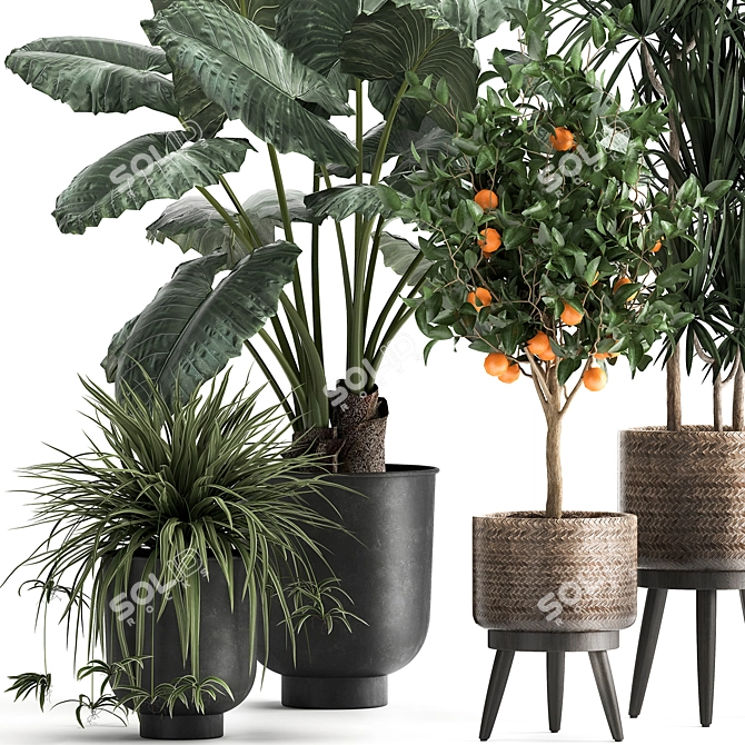 Exotic Plant Collection: Alocasia, Dracaena, Citrus 3D model image 2