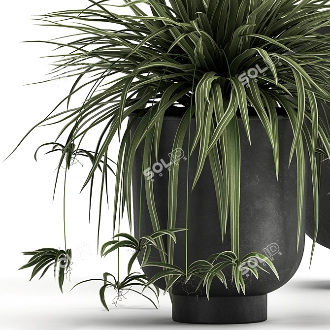 Exotic Plant Collection: Alocasia, Dracaena, Citrus 3D model image 6