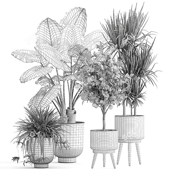 Exotic Plant Collection: Alocasia, Dracaena, Citrus 3D model image 7