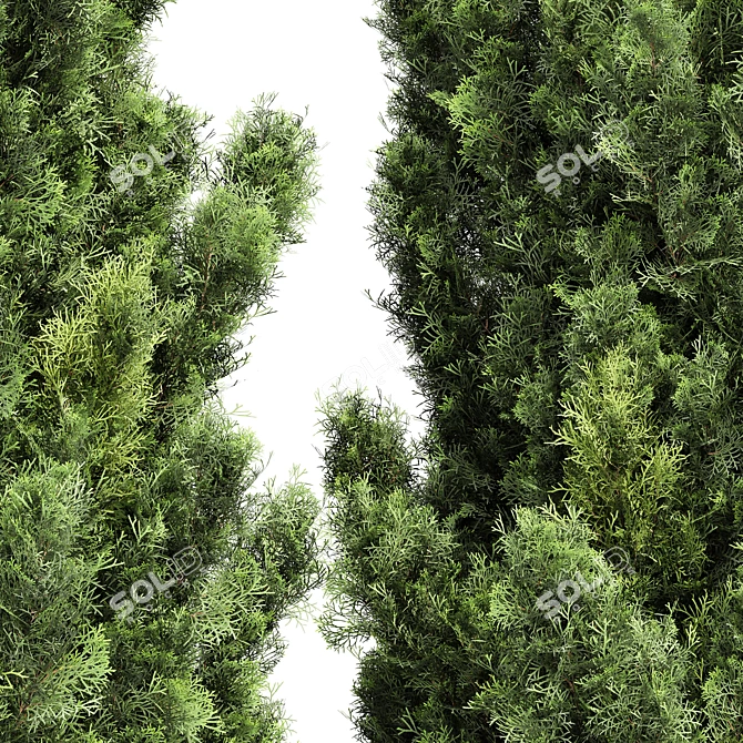 Italian Cypress 3D Trees 3D model image 2