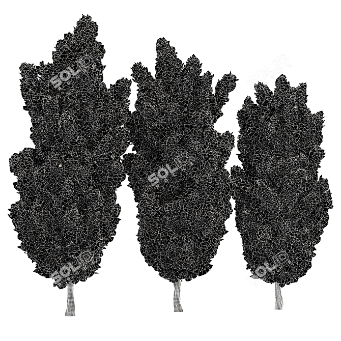 Italian Cypress 3D Trees 3D model image 5
