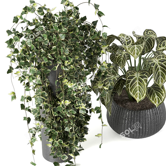 Stunning Indoor Plant Collection 3D model image 6