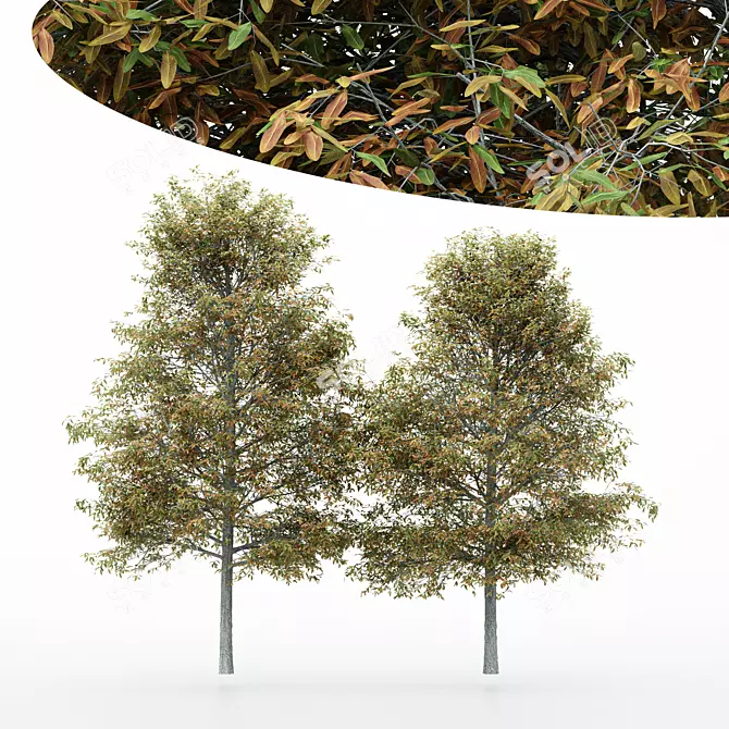 Shingle-Oak: Fall Foliage Tree 3D model image 1