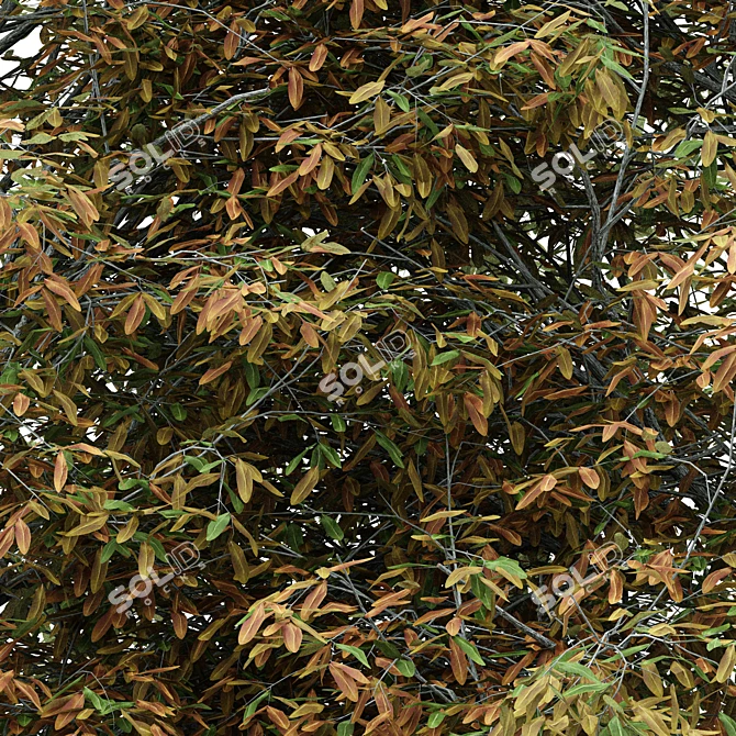 Shingle-Oak: Fall Foliage Tree 3D model image 2