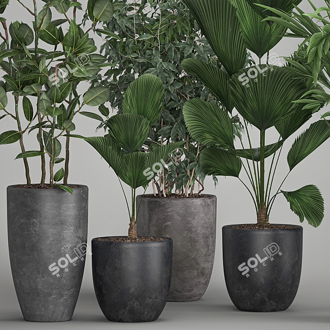 Exotic Plant Collection: Palms, Ficus & Licuala in Black Pots 3D model image 2