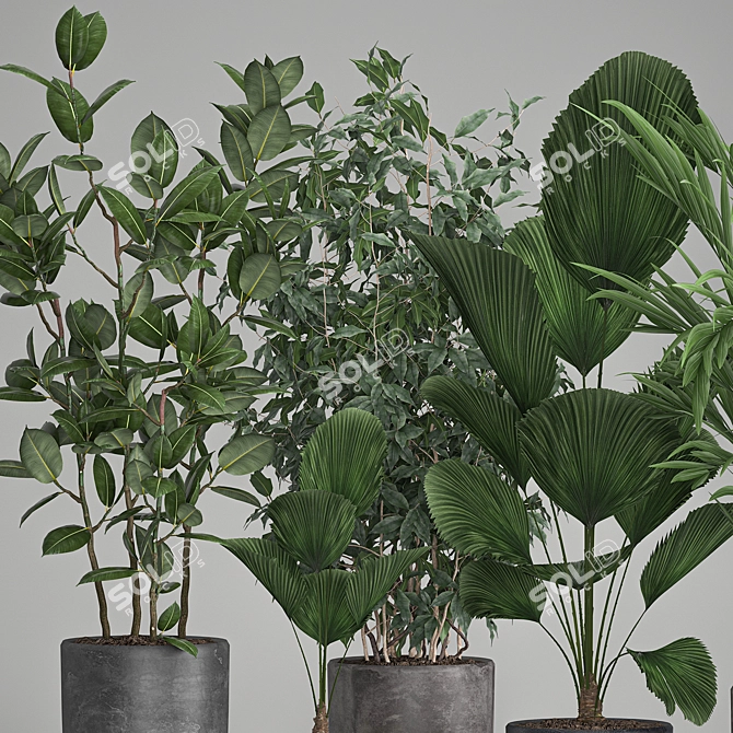 Exotic Plant Collection: Palms, Ficus & Licuala in Black Pots 3D model image 3