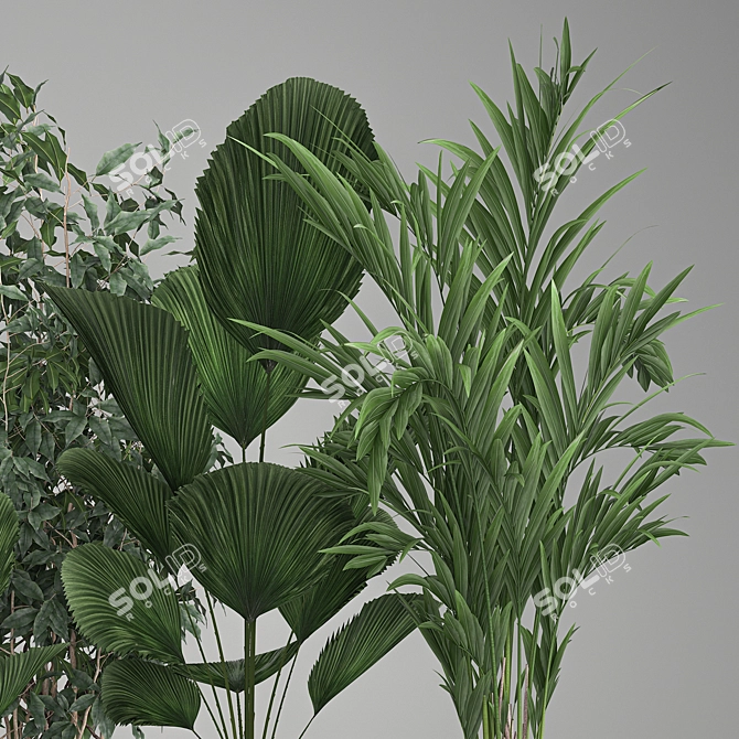 Exotic Plant Collection: Palms, Ficus & Licuala in Black Pots 3D model image 4