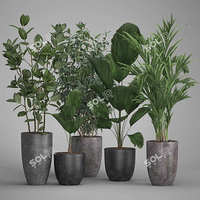 Exotic Plant Collection: Palms, Ficus & Licuala in Black Pots 3D model image 5