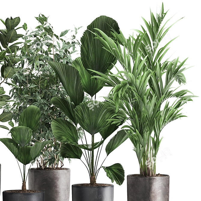 Exotic Plant Collection: Palms, Ficus & Licuala in Black Pots 3D model image 10