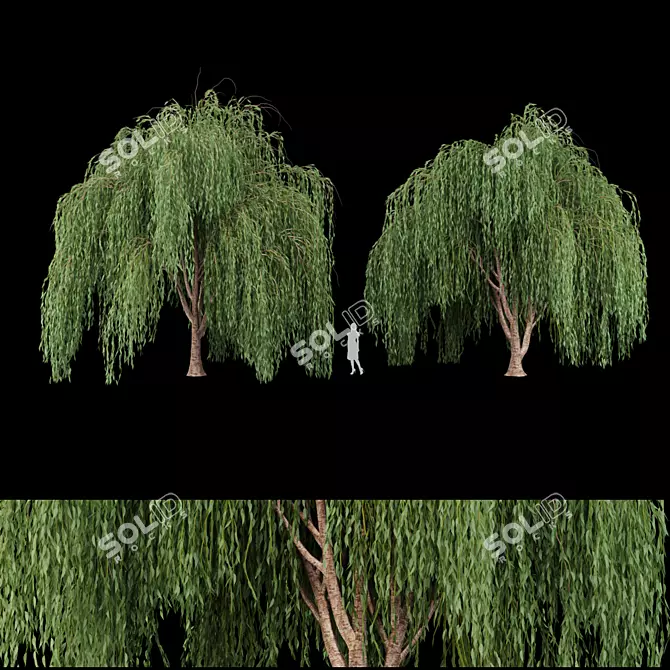 Premium Willow Tree Collection 3D model image 1