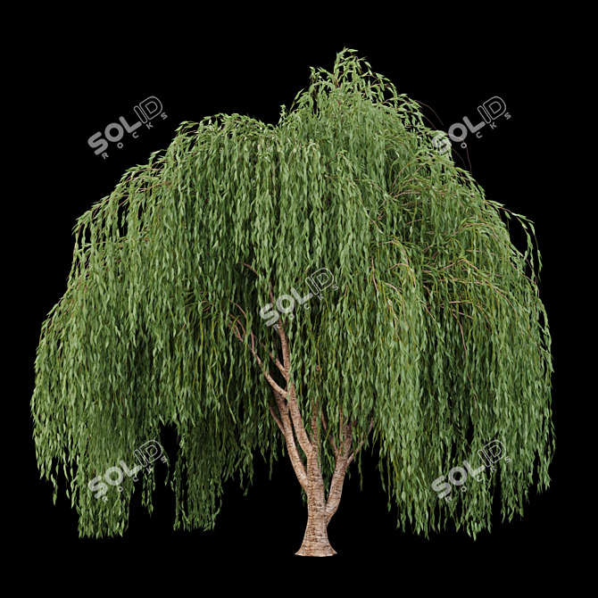 Premium Willow Tree Collection 3D model image 3