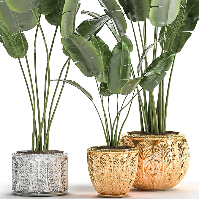Exotic Plant Collection: Banana Palm, Ravenala & Strelitzia 3D model image 3
