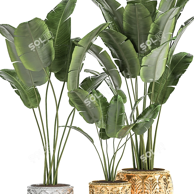 Exotic Plant Collection: Banana Palm, Ravenala & Strelitzia 3D model image 5