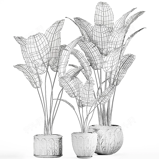 Exotic Plant Collection: Banana Palm, Ravenala & Strelitzia 3D model image 6