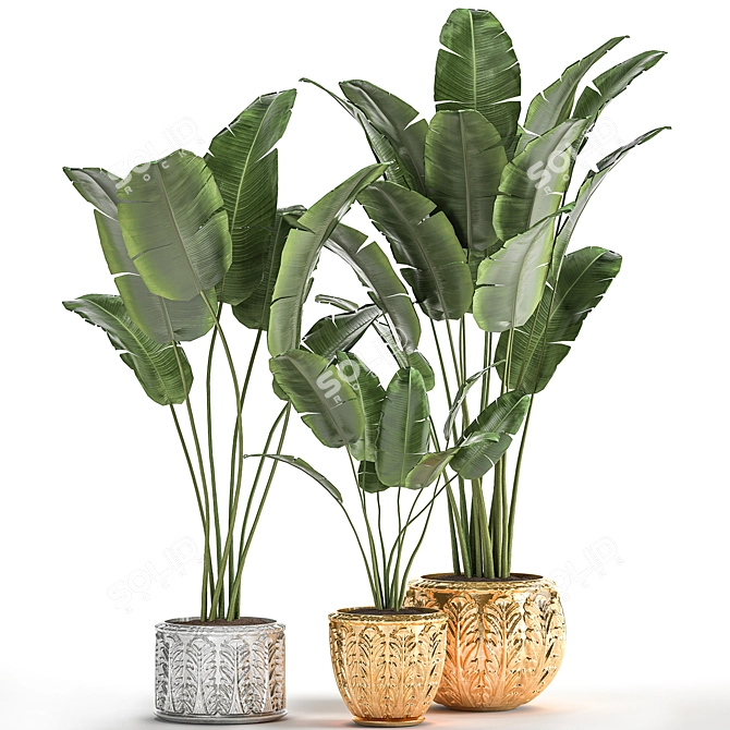 Exotic Plant Collection: Banana Palm, Ravenala & Strelitzia 3D model image 7