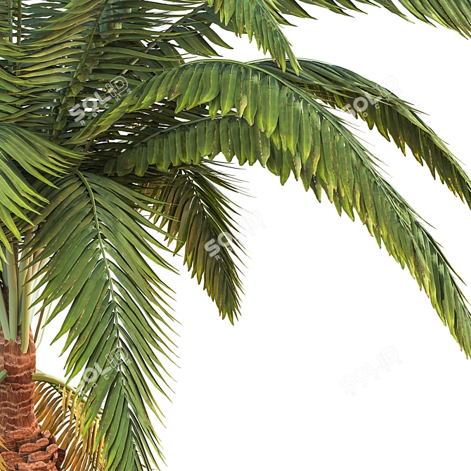 Exquisite Palm Tree Model 3D model image 2