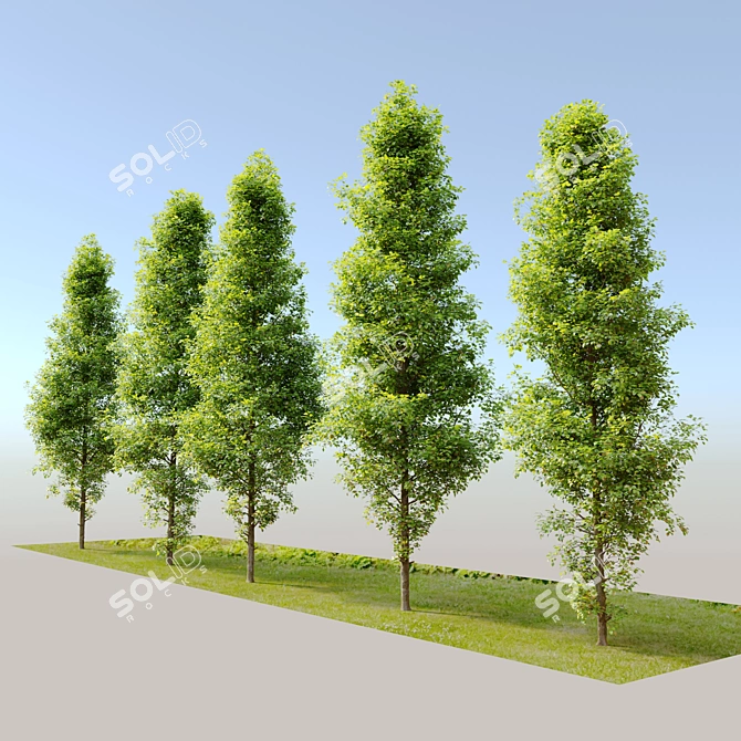 Turkish Hazel Tree - 2 Trees, Vray and Corona Materials 3D model image 3